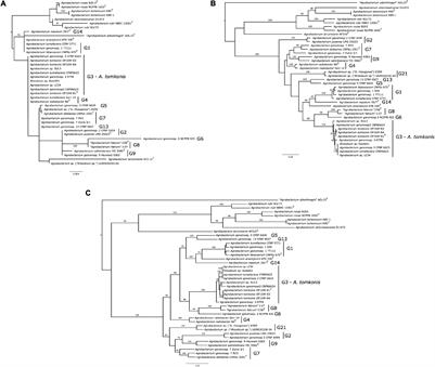 Comparative Genomics of Novel Agrobacterium G3 Strains Isolated From the International Space Station and Description of Agrobacterium tomkonis sp. nov.